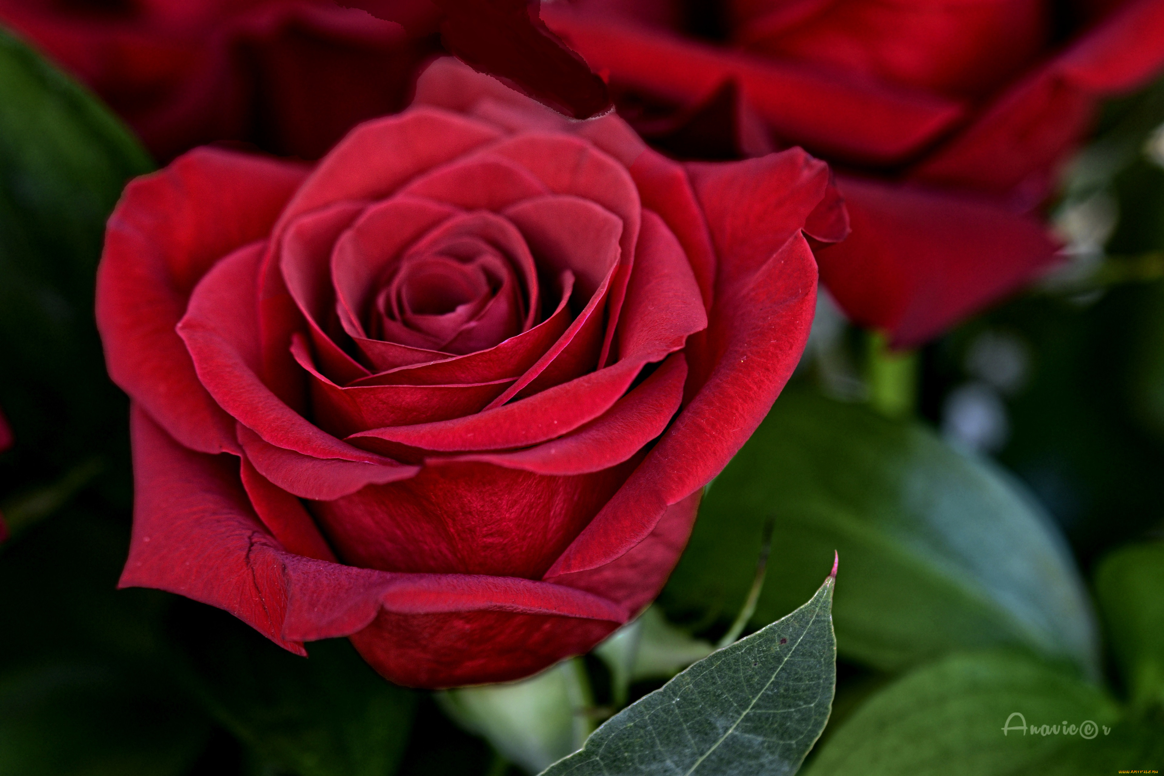 �����, ����, ������